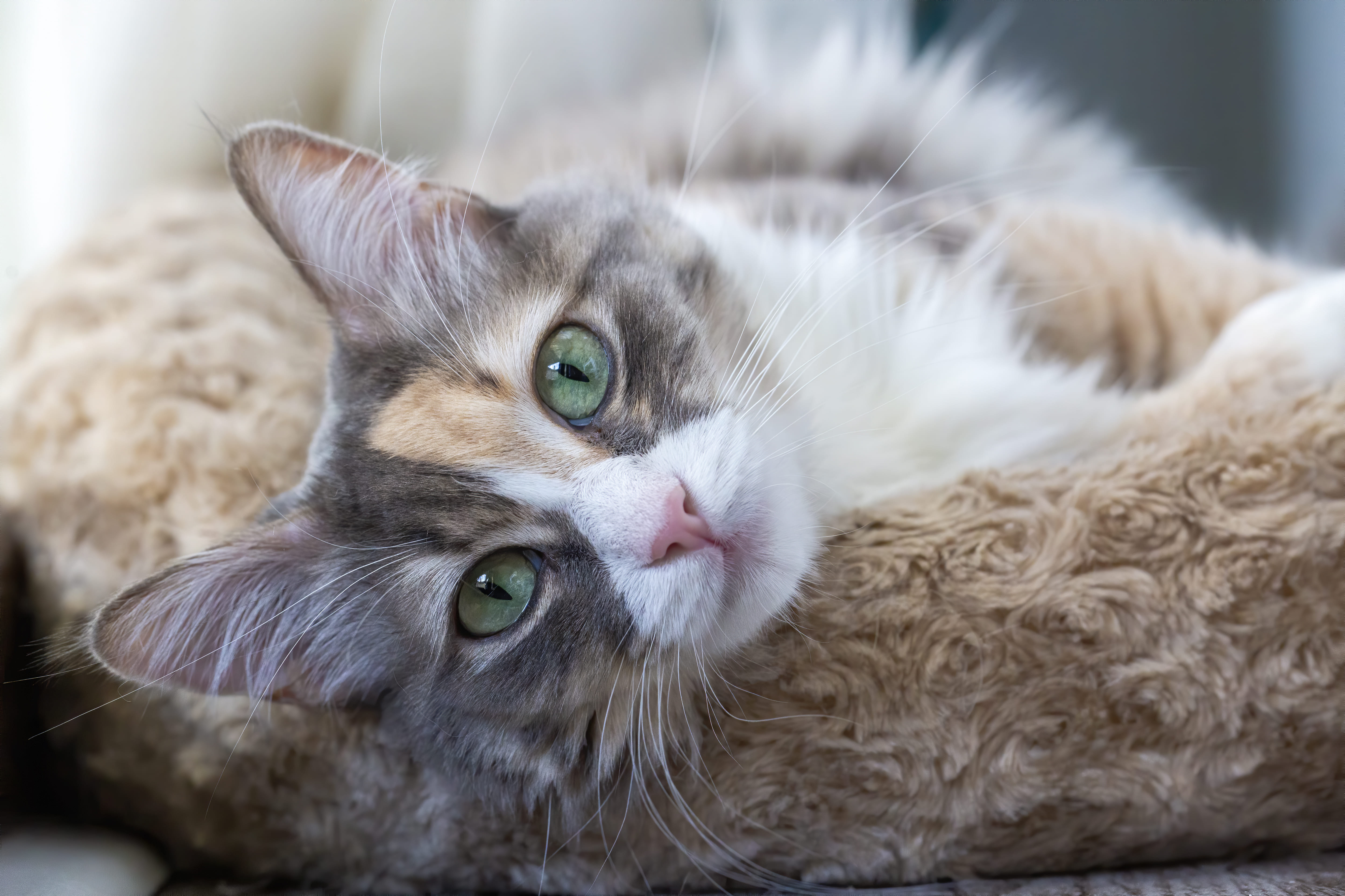 PIF en gatos: qué es, cómo se contagia y qué hacer